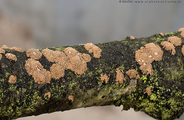 padrobnica Merismodes fasciculata (Schwein.) Donk