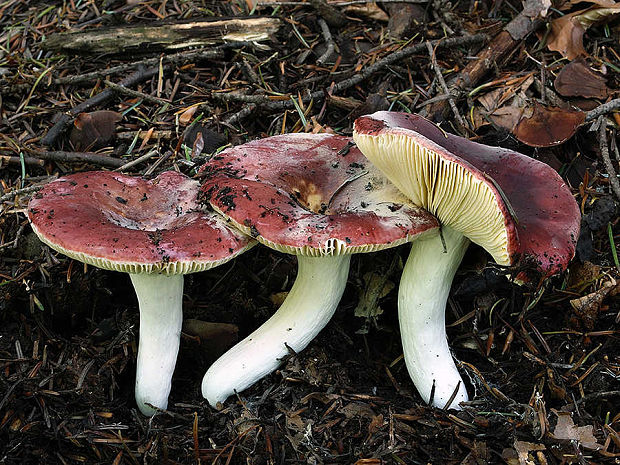 plávka štipľavá Russula badia Quél.