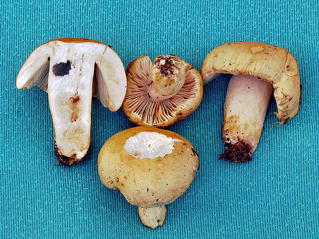 plávka žlčová Russula fellea (Fr.) Fr.