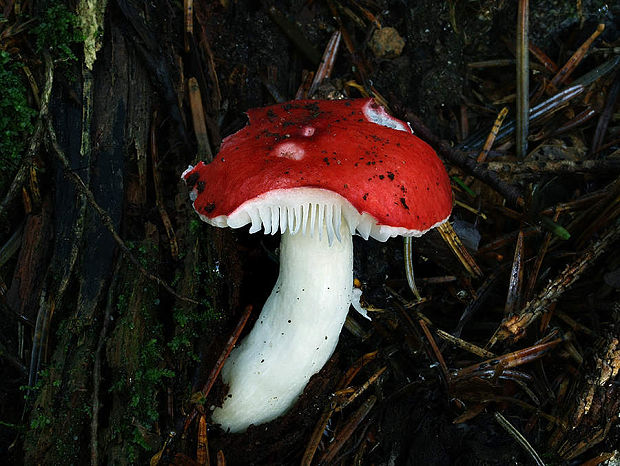 plávka Russula sp.