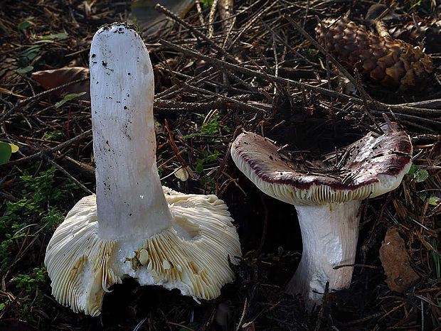 plávka Russula sp.