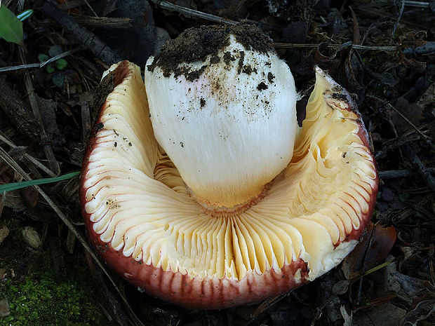 plávka Russula sp.