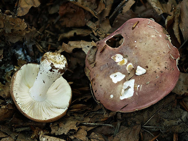 plávka Russula sp.