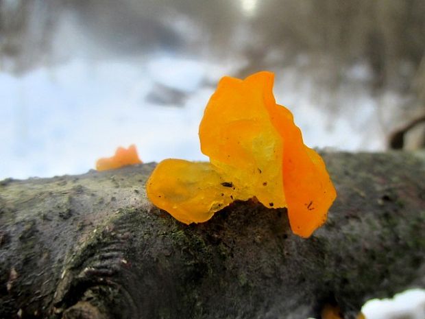 rôsolovka zlatožltá Tremella mesenterica Retz.