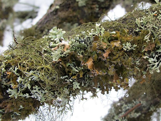 bradatec Usnea cornuta Körb.