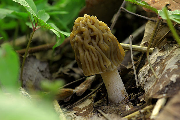 smrčkovec český Verpa bohemica (Krombh.) J. Schröt.