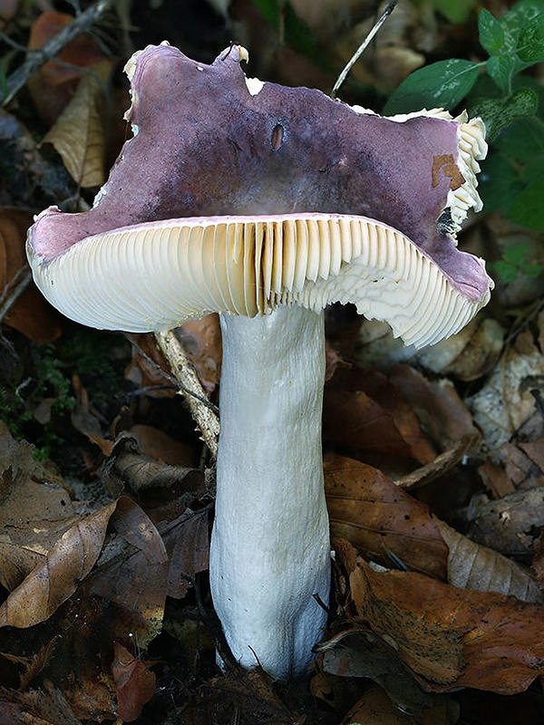 plávka Russula sp.