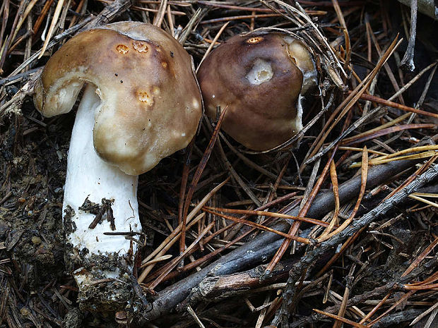 plávka Russula sp.