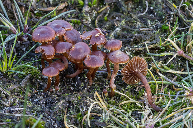 smeťovka zimná Tubaria cf. furfuracea (Pers.) Gillet