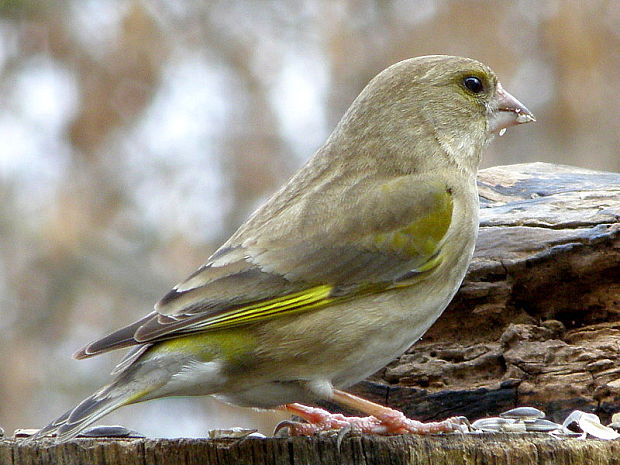 stehlík zelený  Carduelis chloris