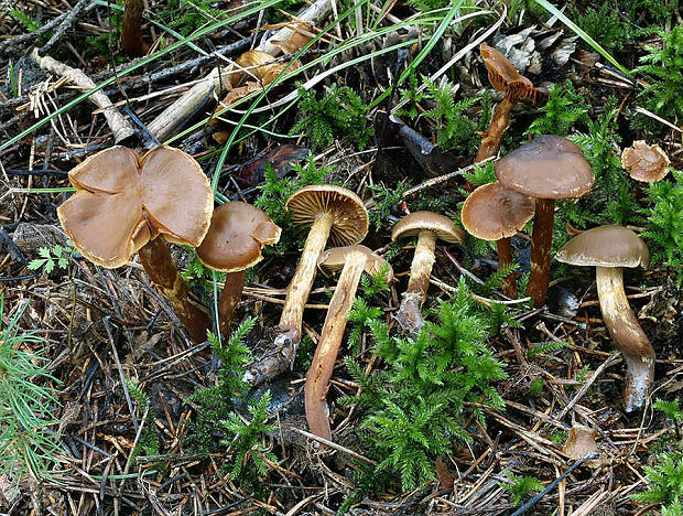 pavučinovec hnilobný Cortinarius nothosaniosus M.M. Moser