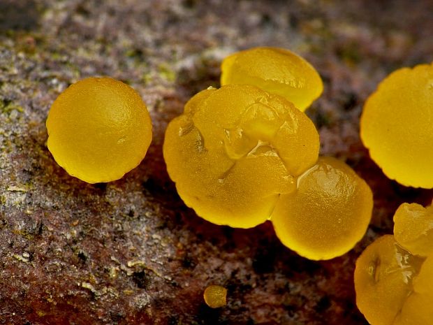 slzovec Dacrymyces sp.