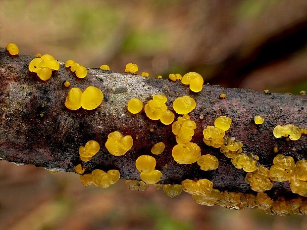 slzovec Dacrymyces sp.