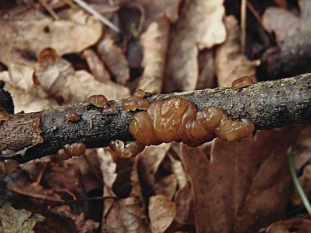 tmavorôsolovec brezový Exidia cartilaginea S. Lundell & Neuhoff