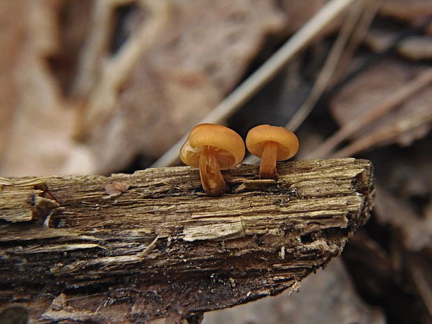 plamienka Flammulina sp.