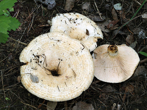 rýdzik slamovožltý Lactarius citriolens Pouzar