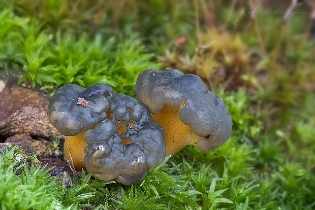 klincovka slizká Leotia lubrica (Scop.) Pers.