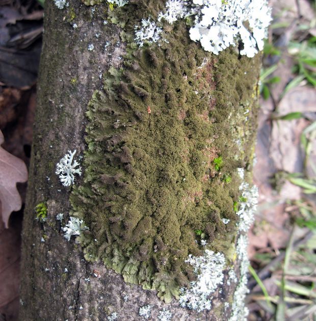 diskovka kyjačikovitá Melanohalea exasperatula (Nyl.) O. Blanco, A. Crespo, Divakar, Essl., D. Hawksw. & Lumbsch