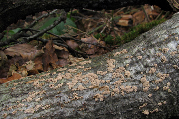 padrobnica Merismodes sp.