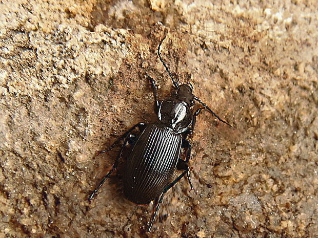 utekáčik  Pterostichus aethiops Panzer, 1797