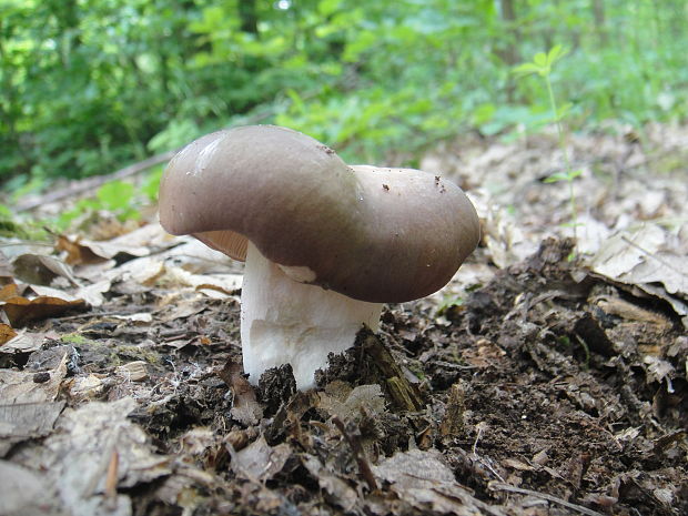 plávka Russula sp.