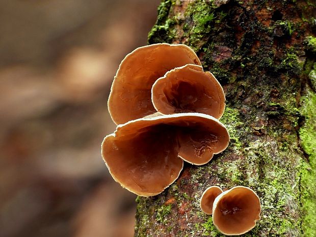 škľabka plstnatá Schizophyllum amplum (Lév.) Nakasone