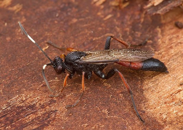 lumok Stenichneumon cf. culpator