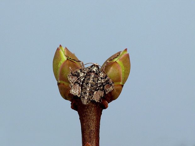piadivka bodkovaná (sk) / tmavoskvrnáč tečkovaný (cz) Agriopis marginaria Fabricius, 1776