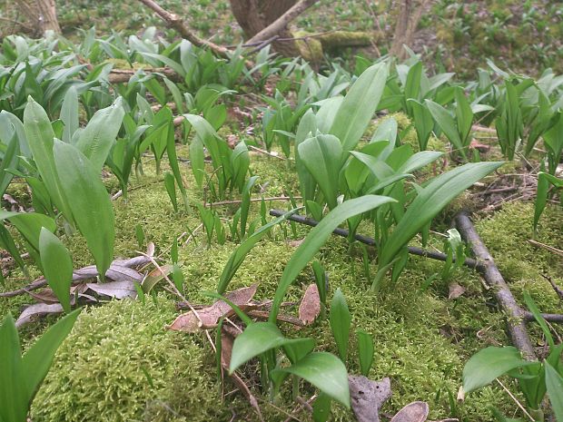 cesnak medvedí Allium ursinum L.