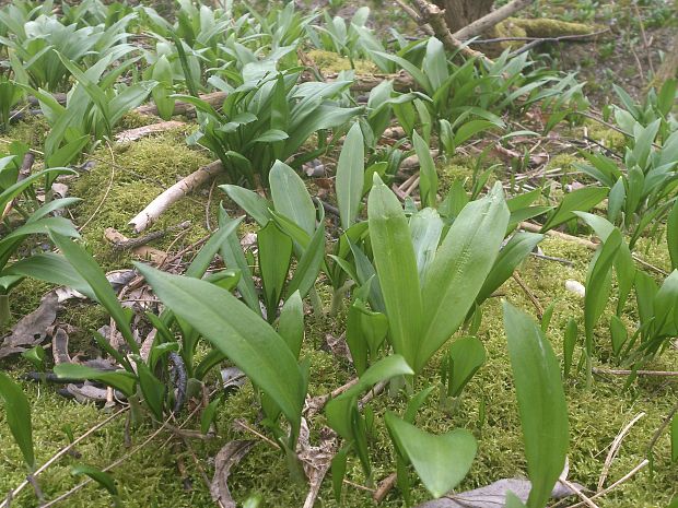 cesnak medvedí Allium ursinum L.