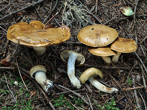 pavučinovec olivovožltý Cortinarius subtortus (Pers.) Fr.