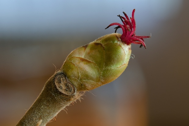 lieska obyčajná Corylus avellana L.