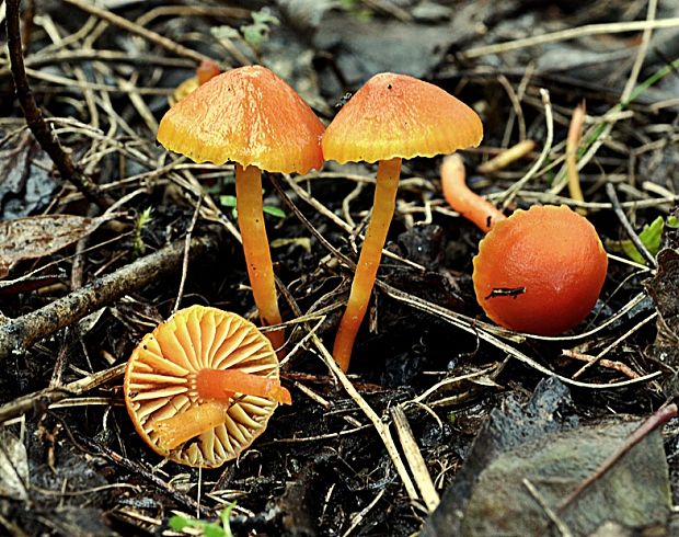 lúčnica vápnomilná Hygrocybe cf. calciphila Arnolds