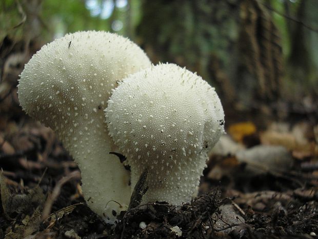 prášnica bradavičnatá Lycoperdon perlatum Pers.