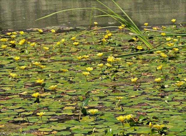 leknovec štítnatý Nymphoides peltata (S. G. Gmel.) Kuntze