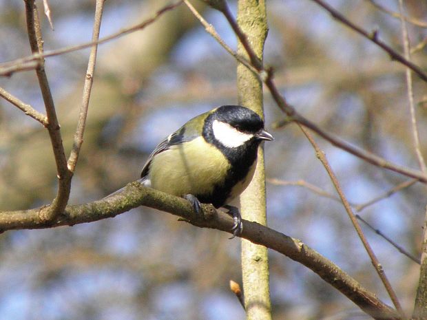 sýkorka bielolíca Parus major