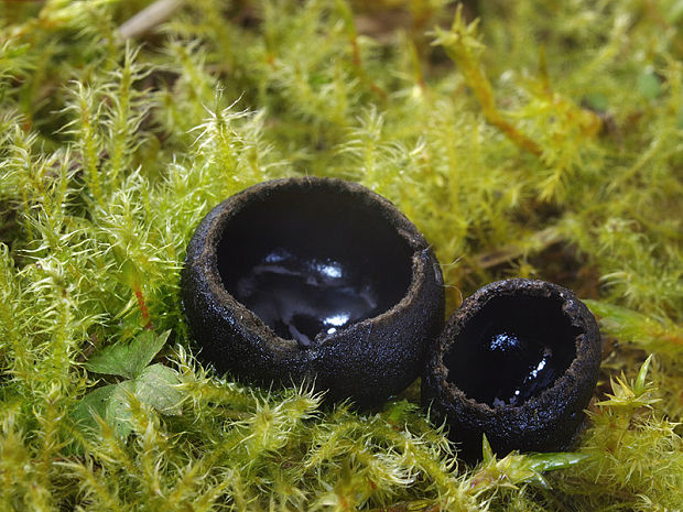 misôčka černastá Pseudoplectania nigrella (Pers.) Fuckel