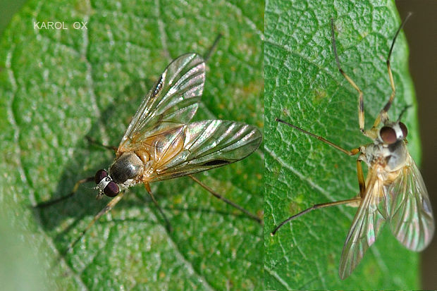 strehúň Rhagio lineola ♀