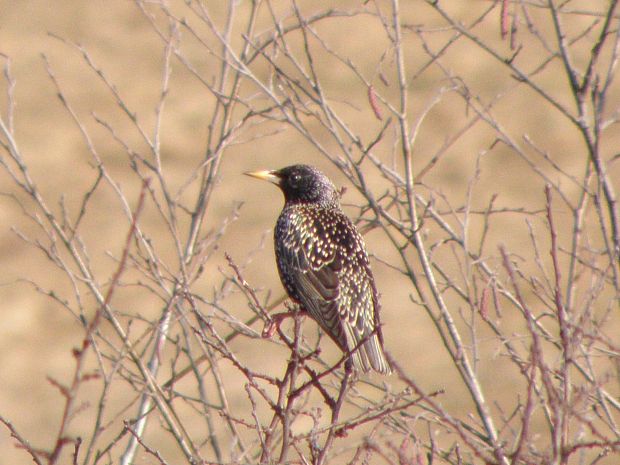 škorec lesklý Sturnus vulgaris