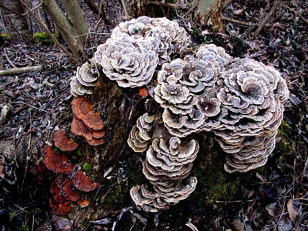 trúdnikovec pestrý Trametes versicolor (L.) Lloyd