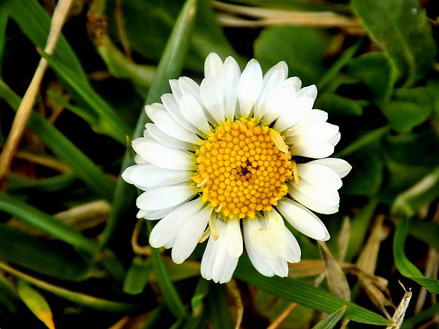 sedmokráska obyčajná Bellis perennis L.