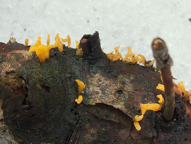 parôžkovec Calocera sp.