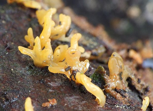 parôžkovec Calocera sp.