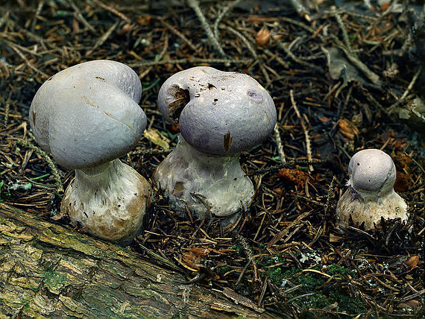 pavučinovec podobný Cortinarius finitimus (Weinm.) Britzelm.