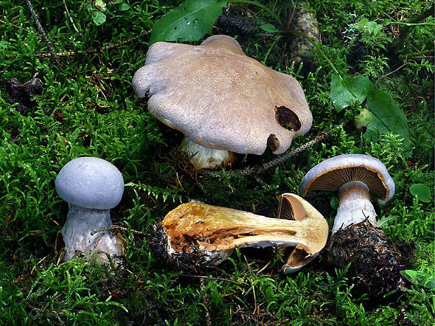 pavučinovec podobný Cortinarius finitimus (Weinm.) Britzelm.