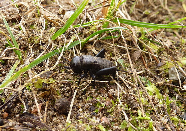 svrček poľný Gryllus campestris