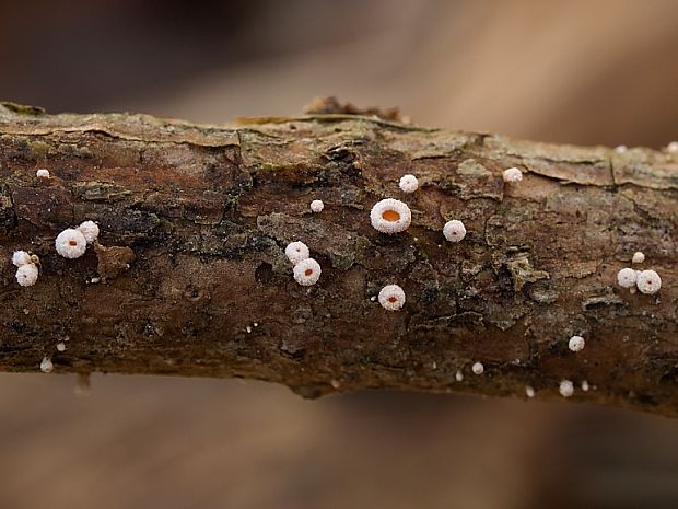 vlnuška Lachnellula sp.