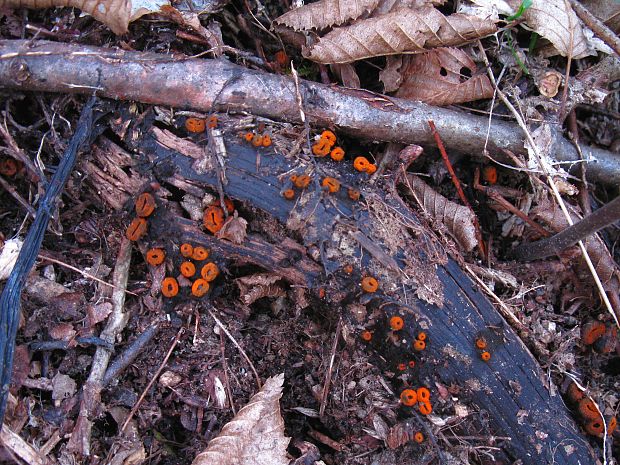 pakorienkovka čierna Plectania melastoma (Sowerby) Fuckel