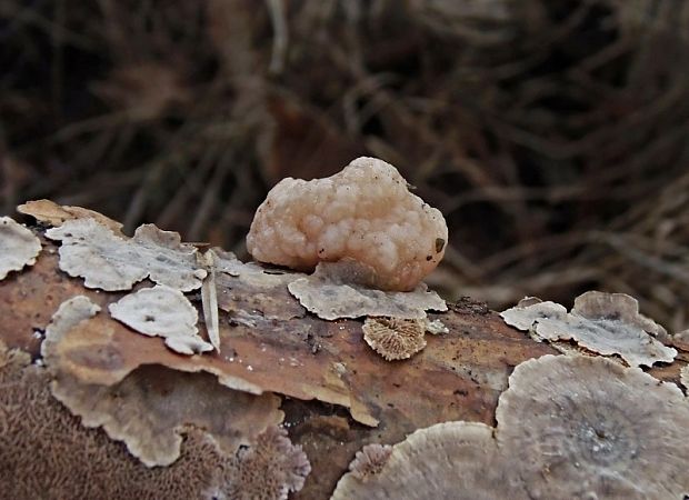 rôsolovka priesvitná Tremella encephala Willd.