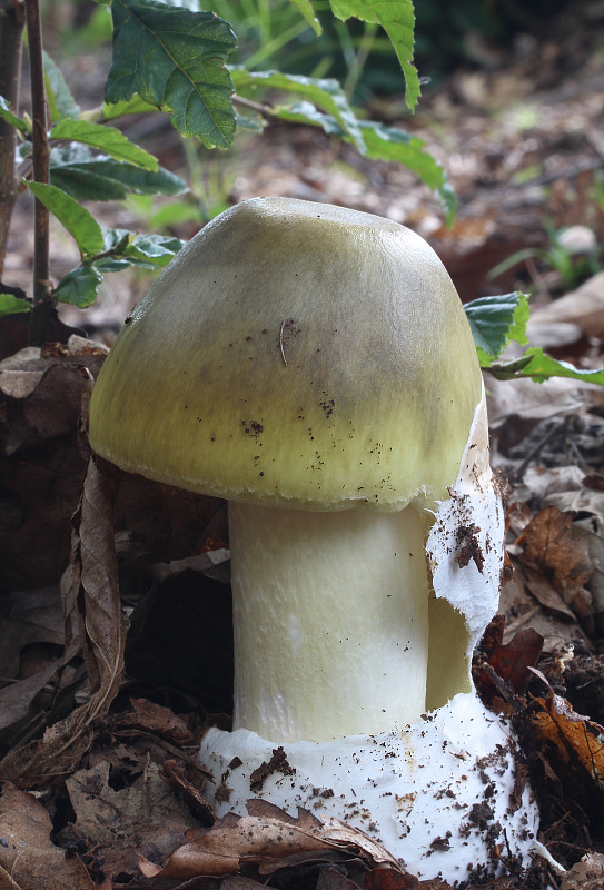 muchotrávka zelená Amanita phalloides (Vaill. ex Fr.) Link